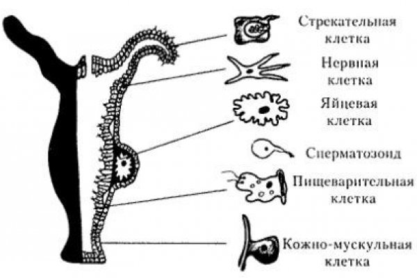 Кракен не работает сайт